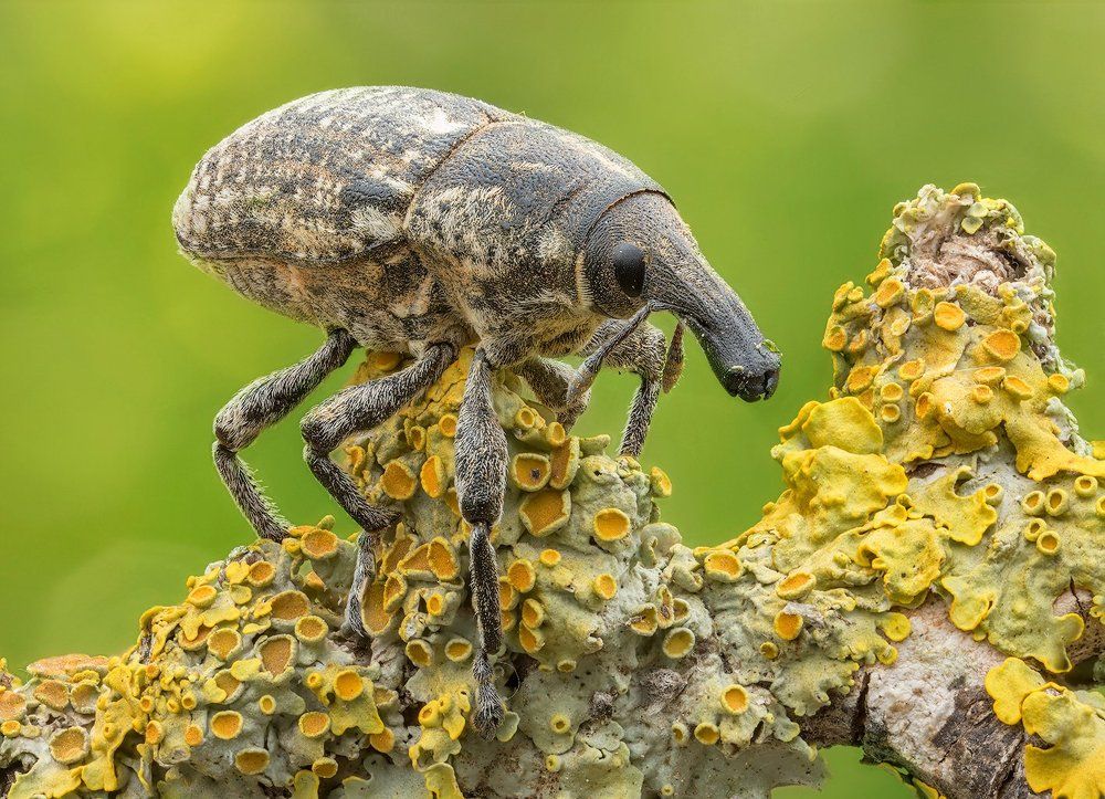 Похождения долгоносика