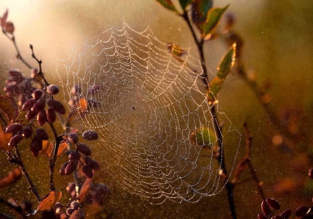 Акценты осени