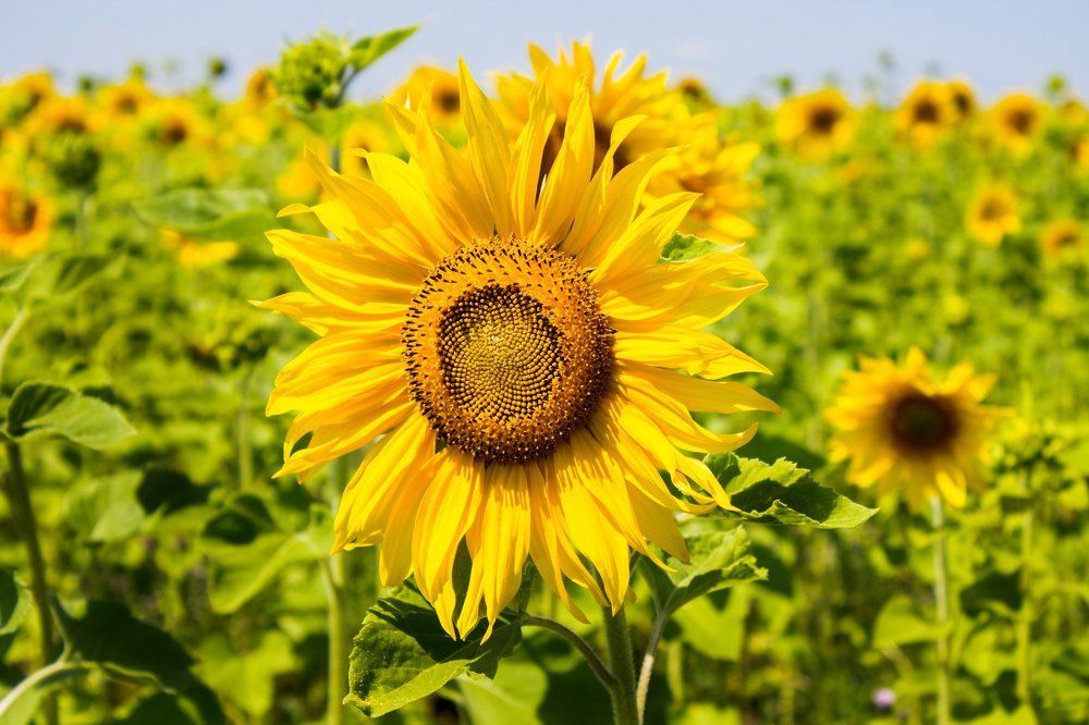 Солнце полей