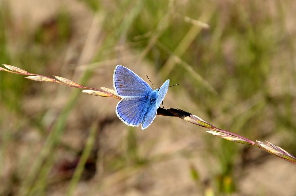 Голубая бабочка