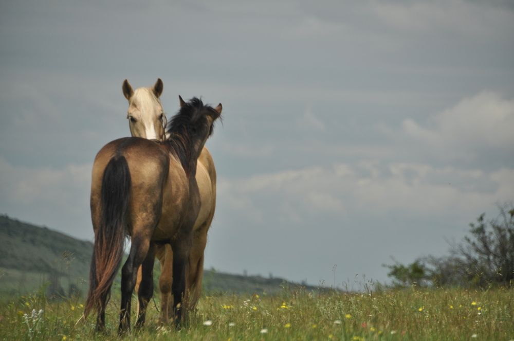 Материнская любовь