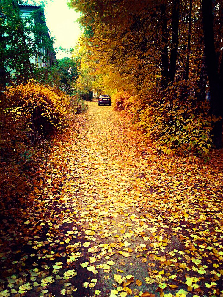 ЗОЛОТАЯ ОСЕНЬ