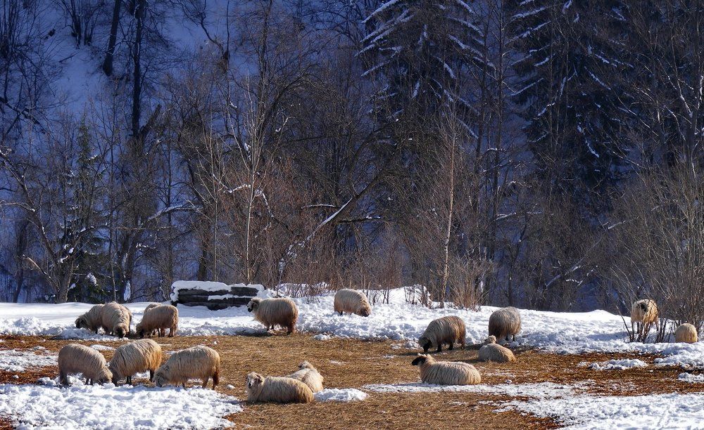 Pastoral of Campu lu Neag