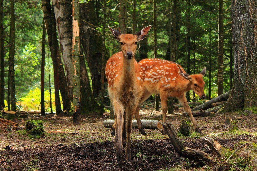 Пятнистые олени