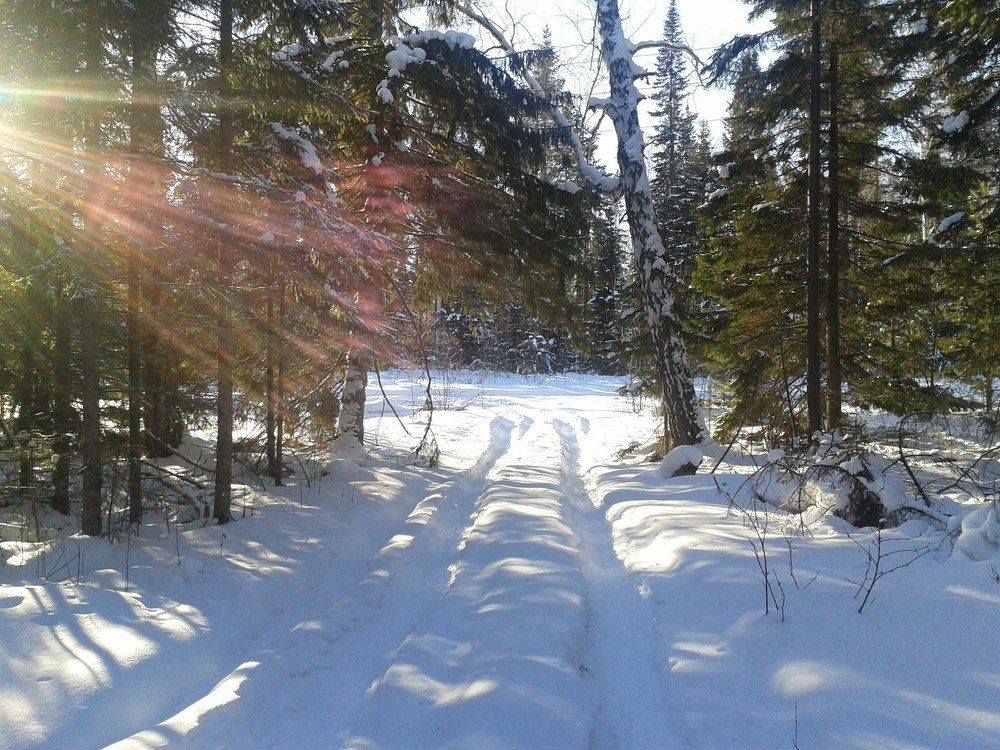 В лесной глуши ,,Зимний день ,,