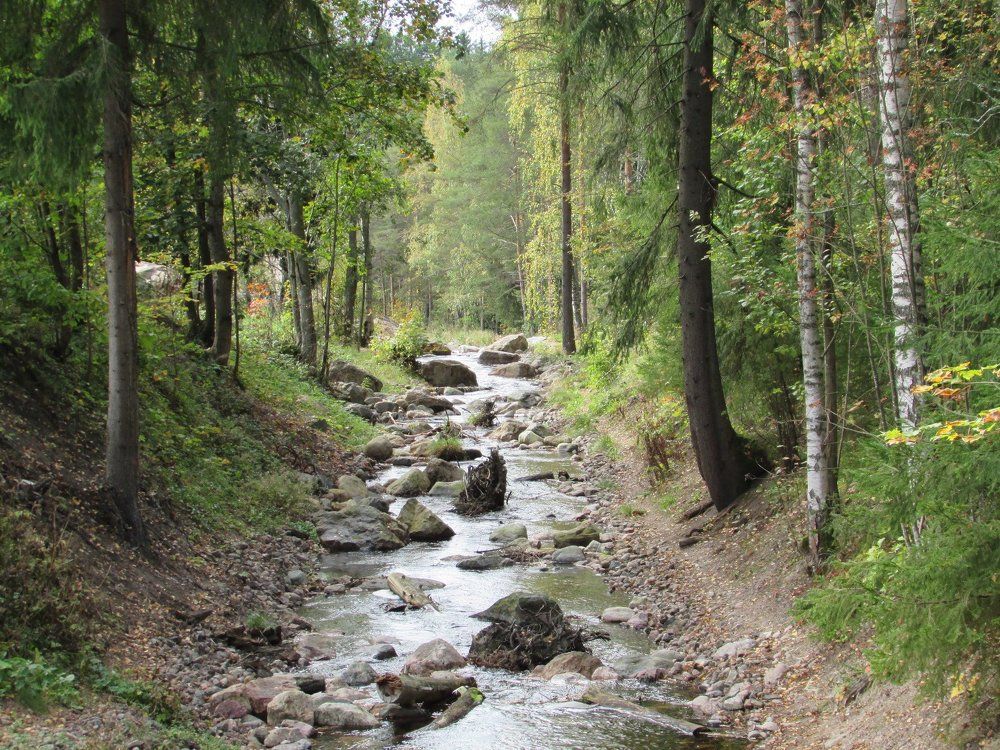 Лесная речка