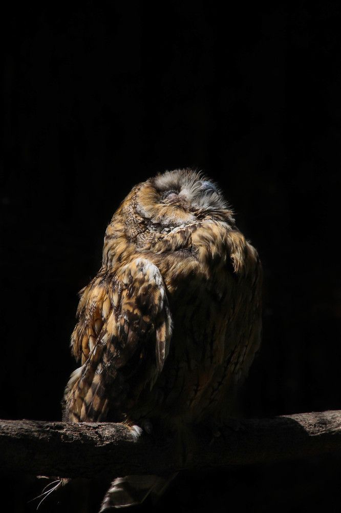 Полуденный сон