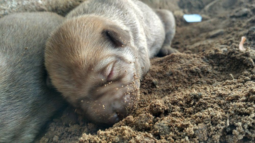 Newborn