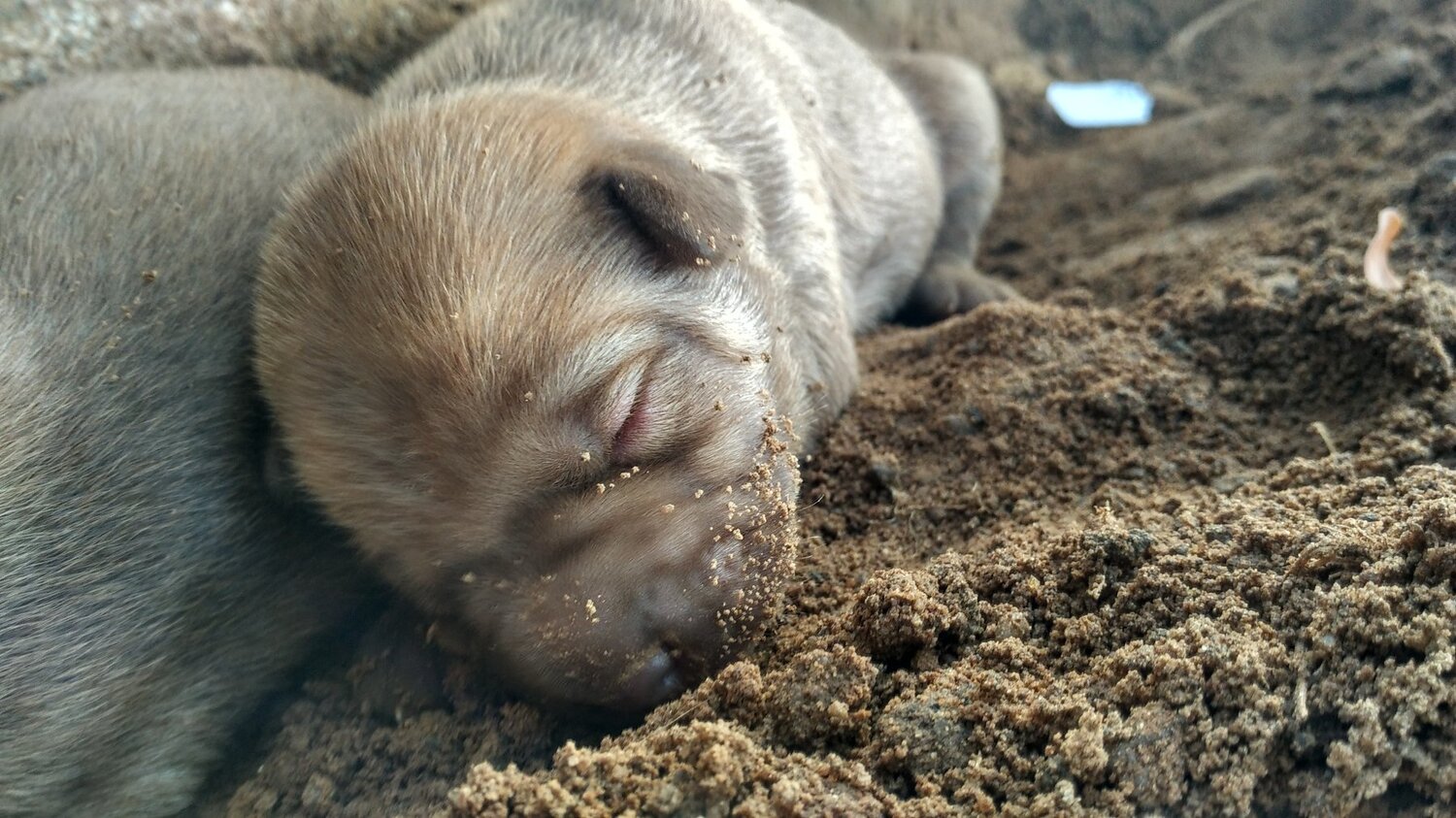 Newborn