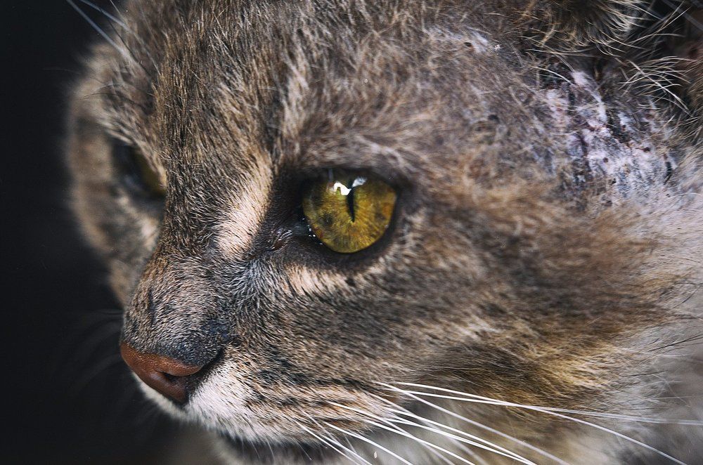 Уличный кот