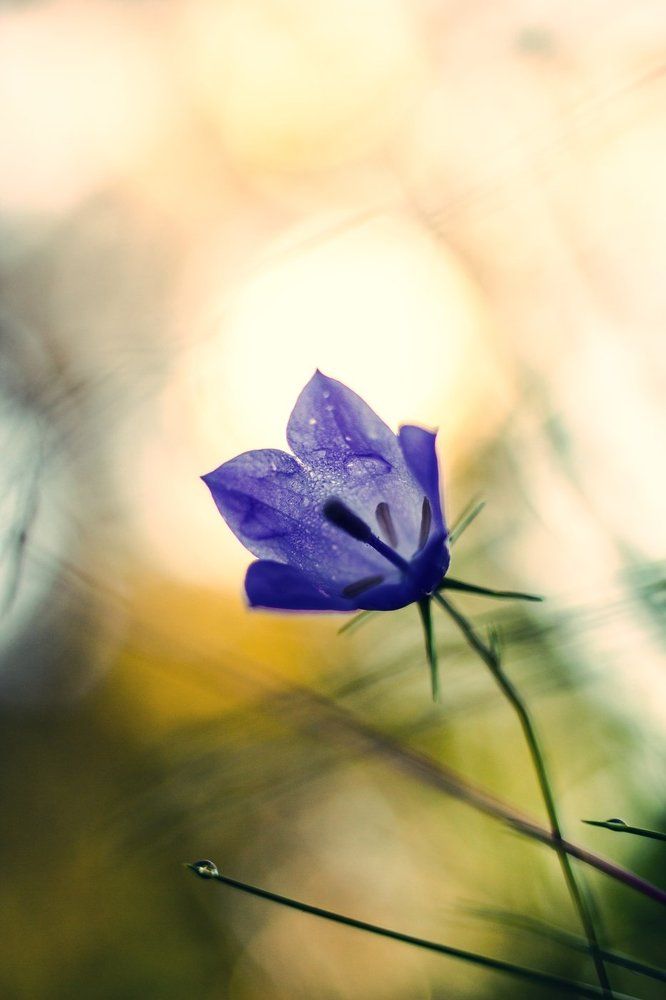 В утреннем лесу