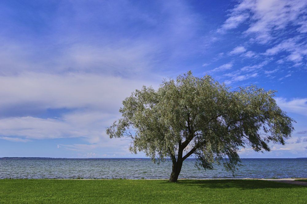 дерево у море