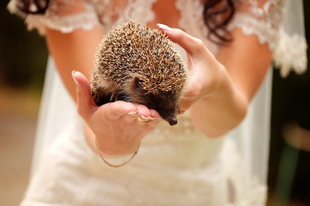 Нежданный гость....:)