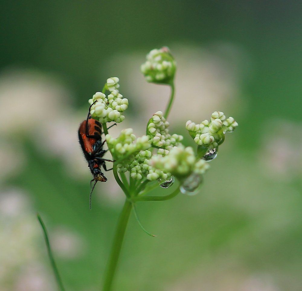 Незнакомец