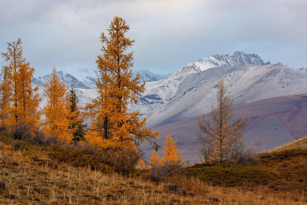 Осень в Курайской степи