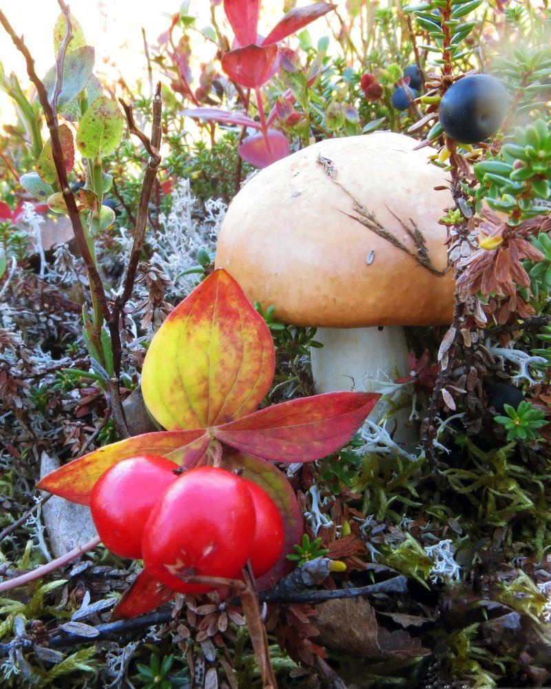 "По грибы - по ягоды"