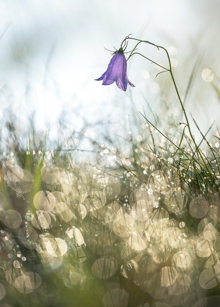 Как в сказке