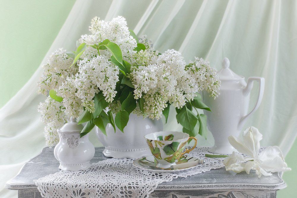 Белая сирень