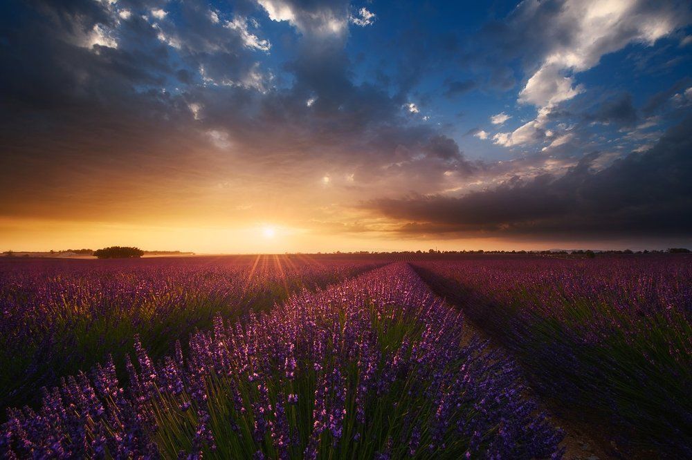 Лавандовый закат