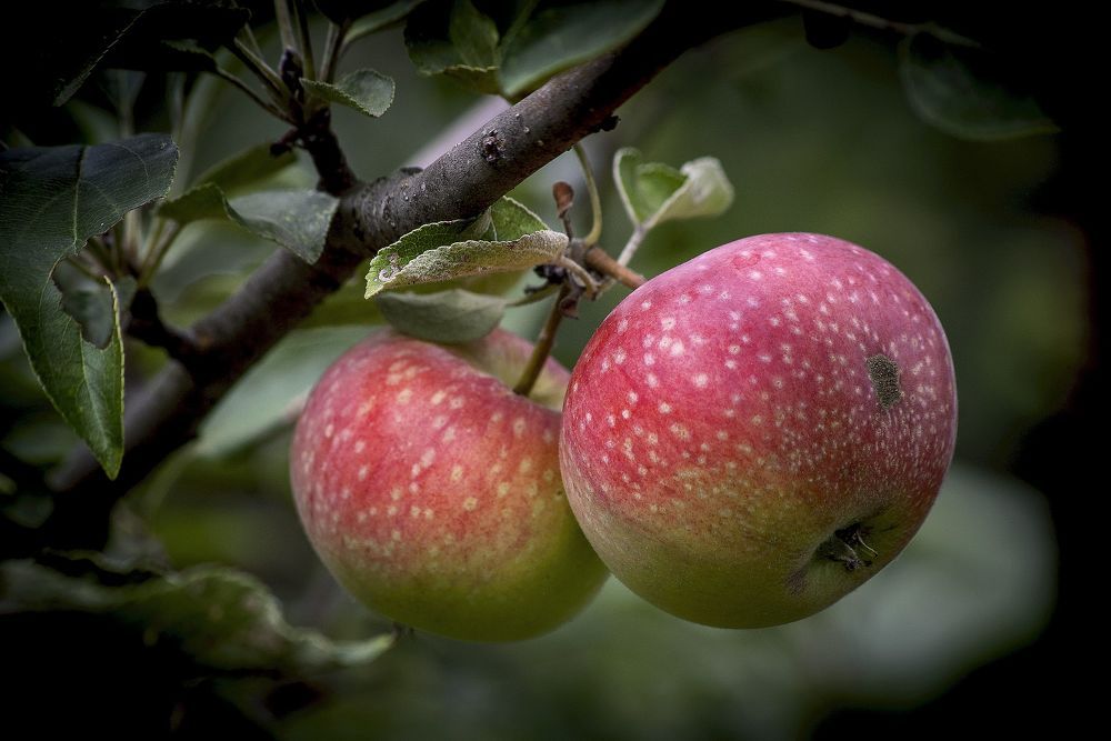 Сочный дуэт