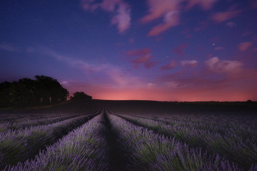 ночная лаванда
