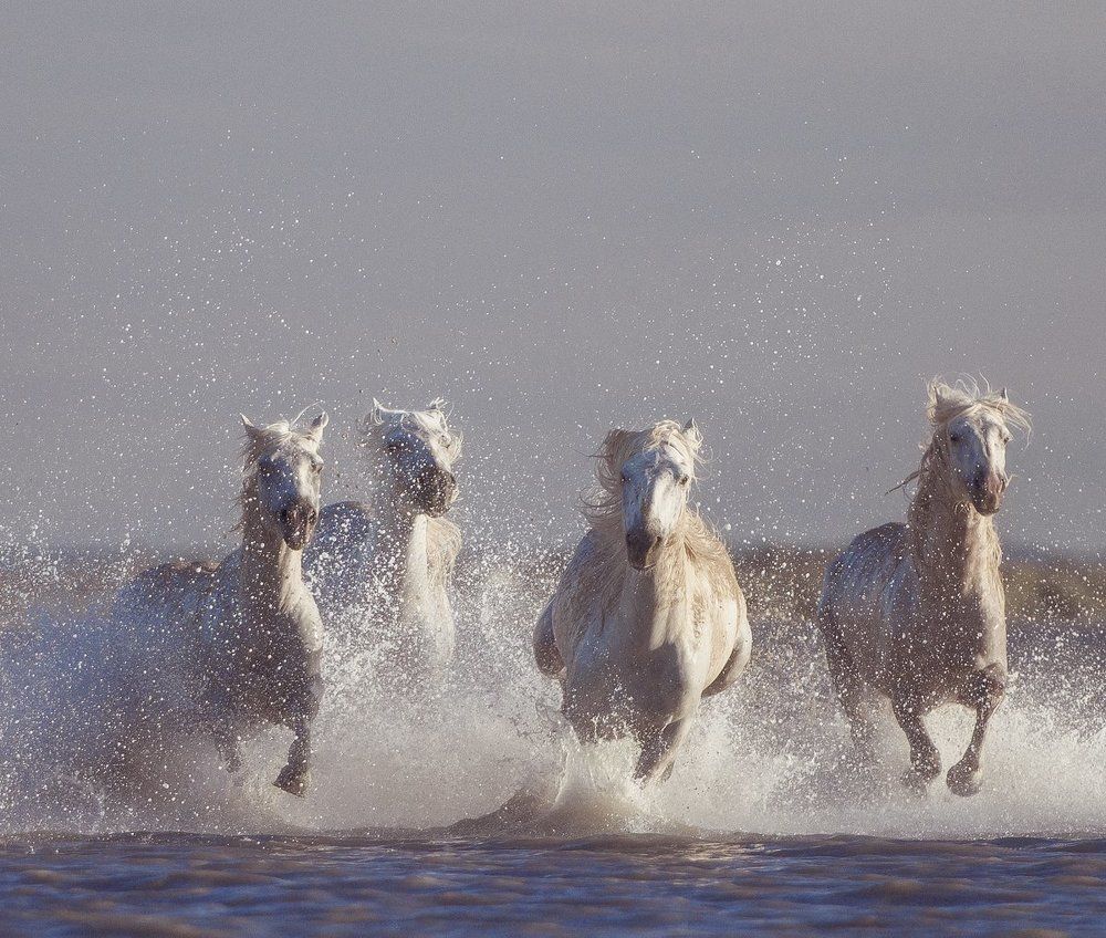 Камаргские жеребцы