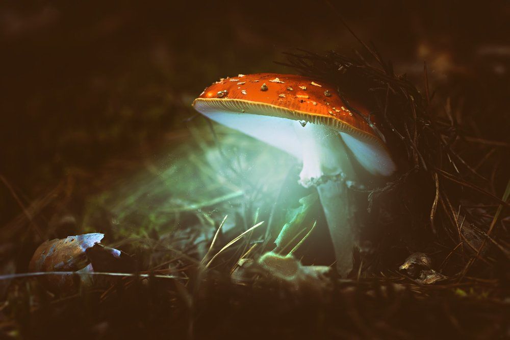 Грибной фонарь