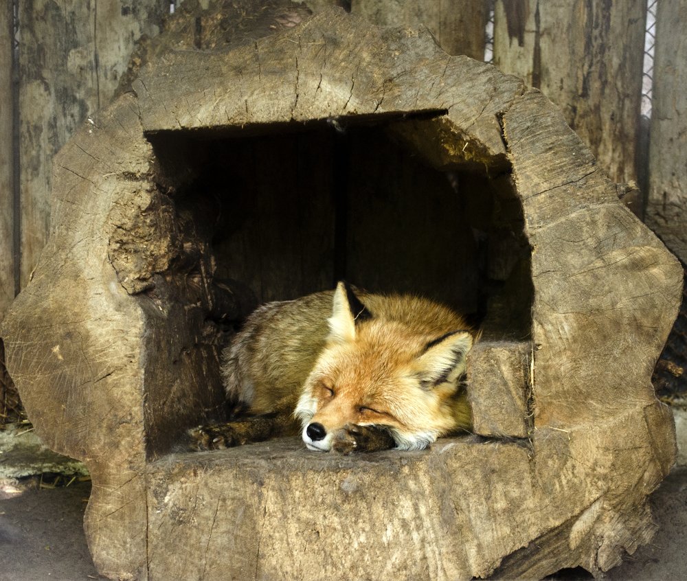 Сладкий сон