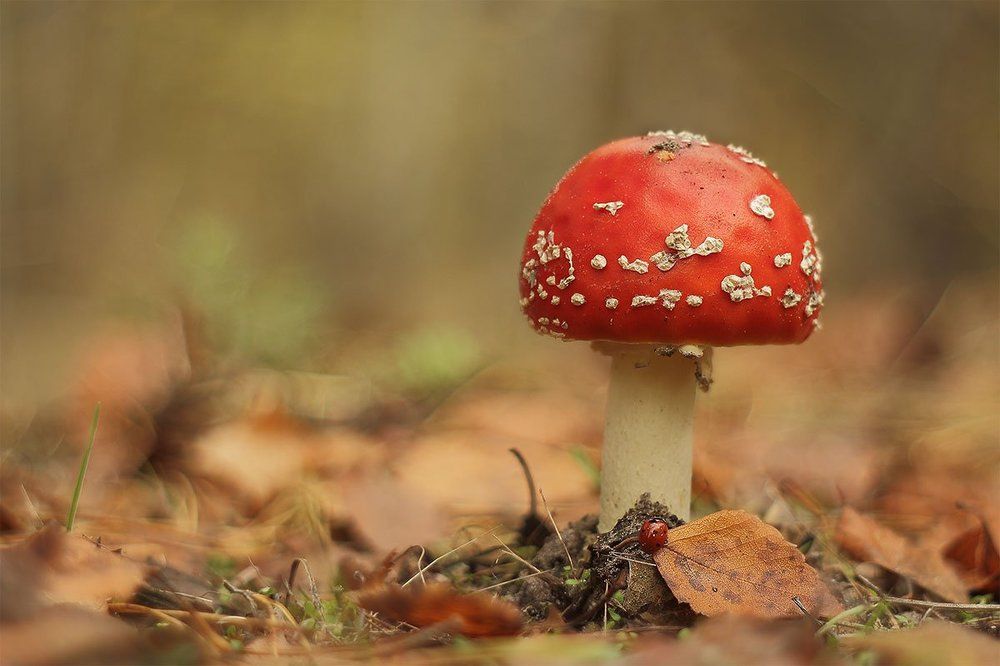 мухоморчик