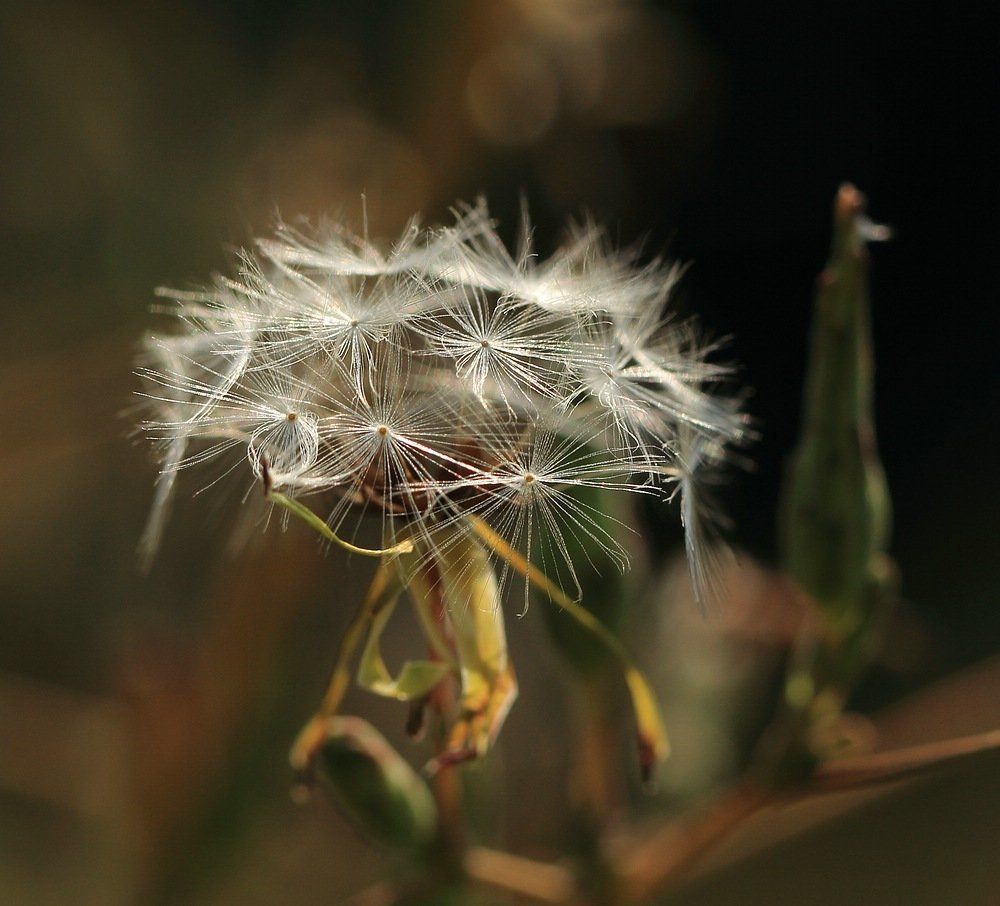Летние снежинки