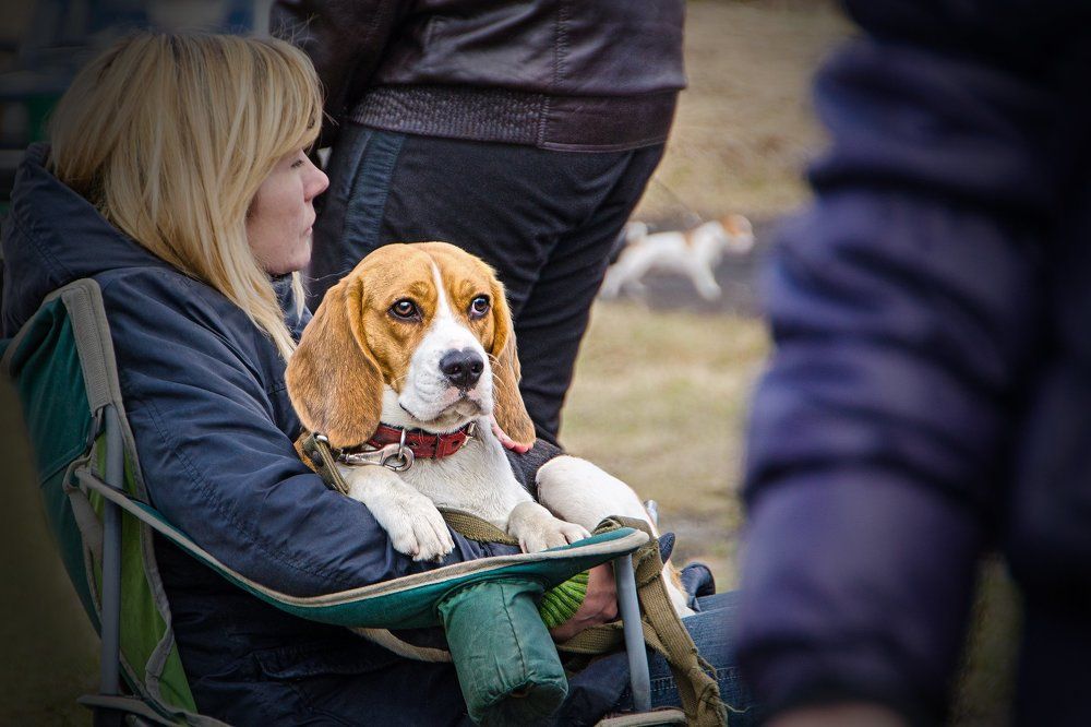 Грустная собака.