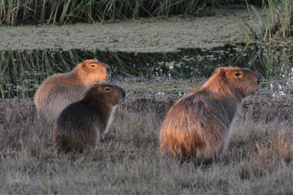 capybaras