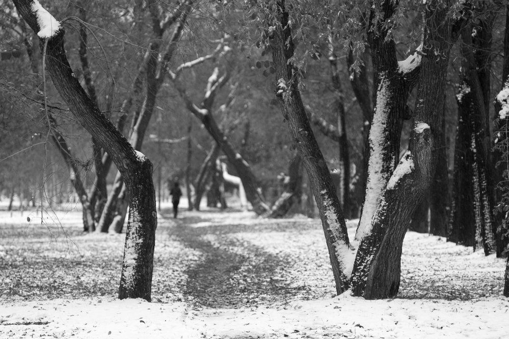 Сквозь лесные ворота