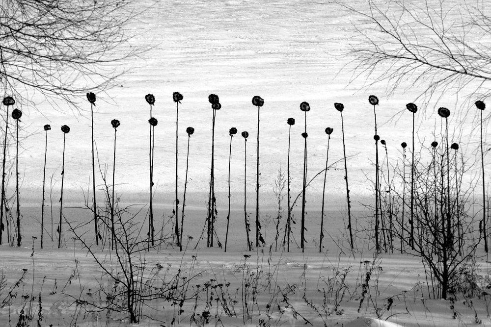 Подсолнухи