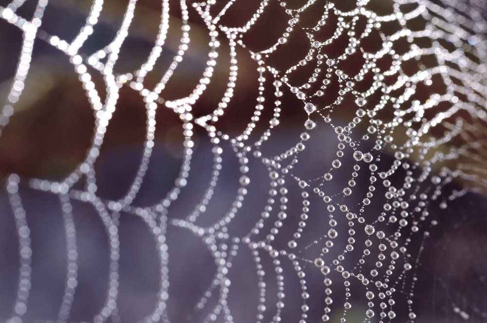 Web in drops of dew