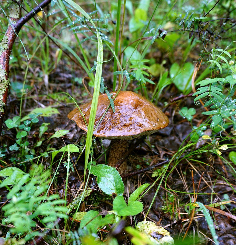 После дождичка ...