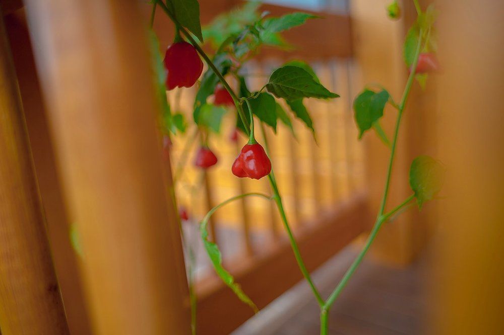 Photograph by Олеся Суровых