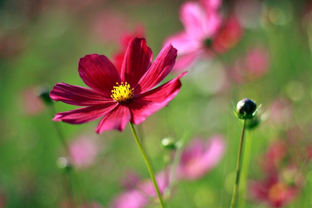 Выше к солнцу