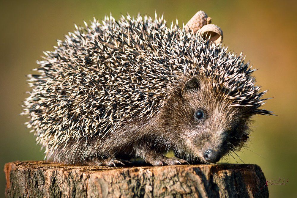 Сердитый Ёж