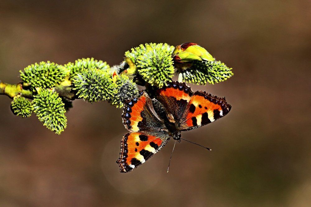 Бабочка в апреле.