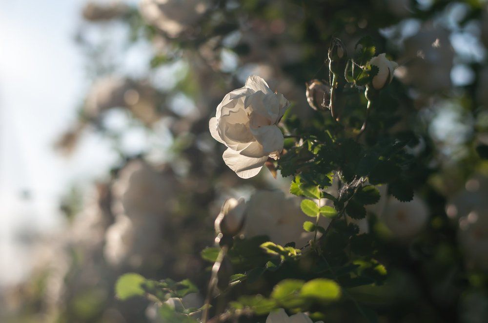 пробуждение