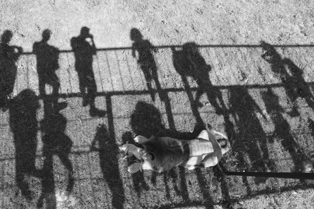 Люди и звери.