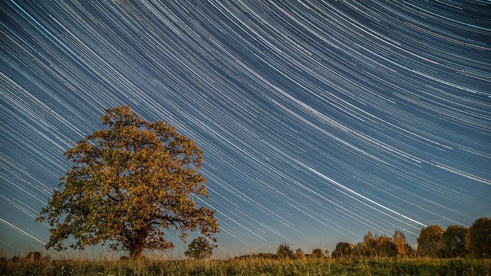 Дуб под падающими звездами.