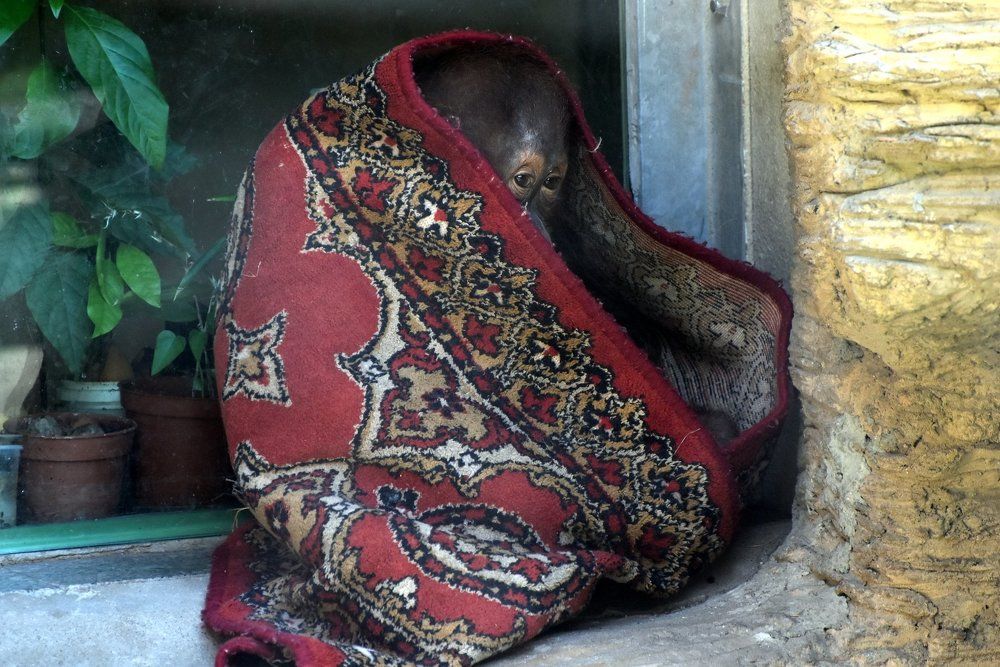 загрустил..