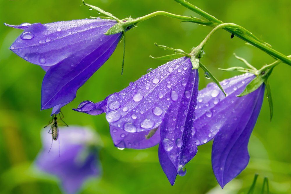 После дождя..