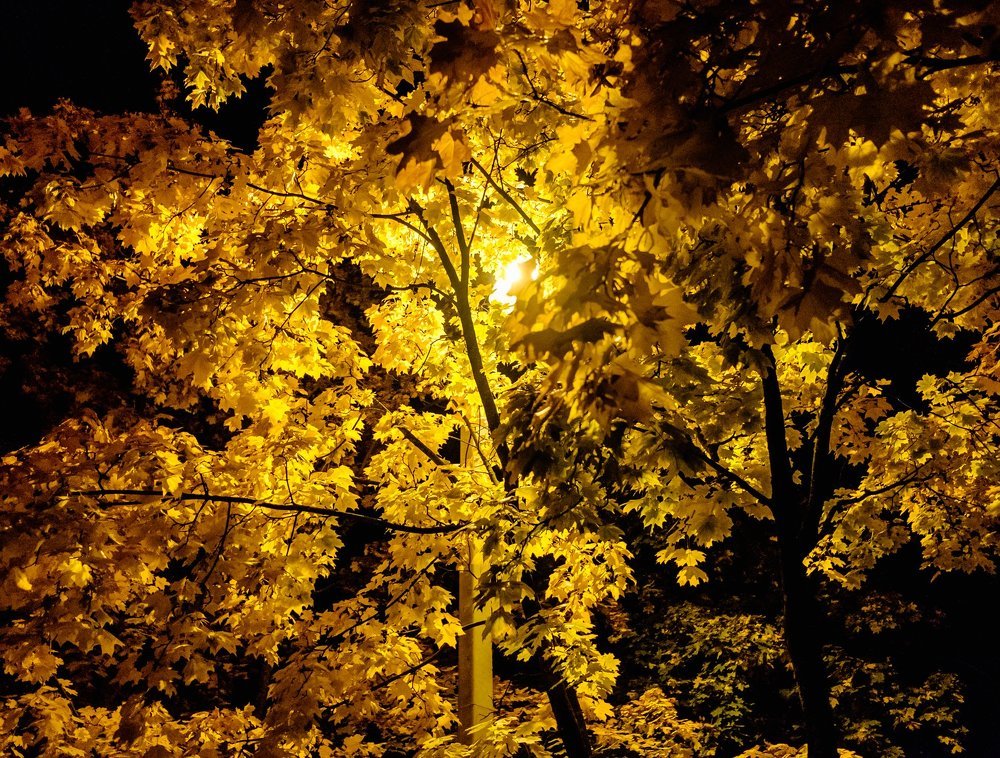 autumn night