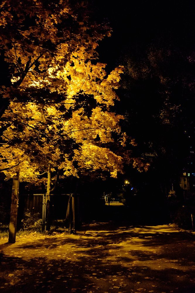 autumn night 2