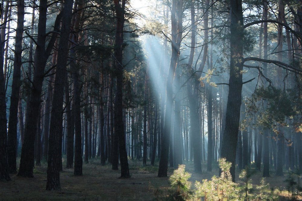 Просветление