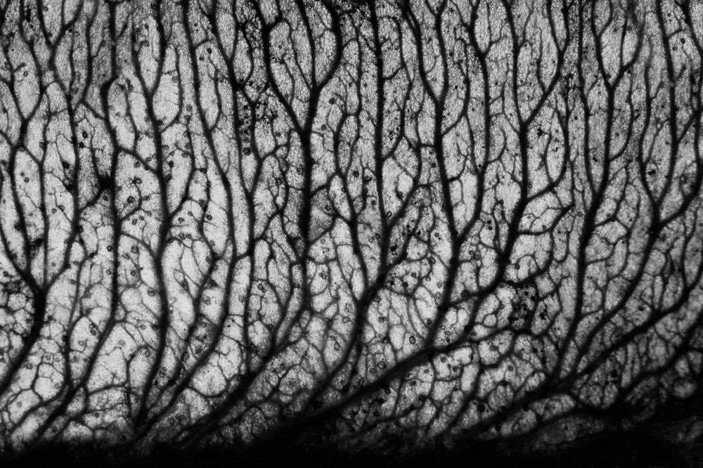 Осенний лес