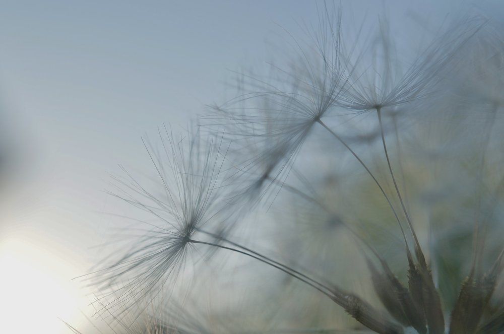 Dandelion in the last rays of sunlight